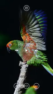 bird sounds, listen & relax iphone screenshot 3