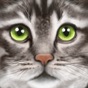Ultimate Cat Simulator app download