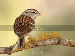 Bird Sounds, Listen & Relax iPad image 1