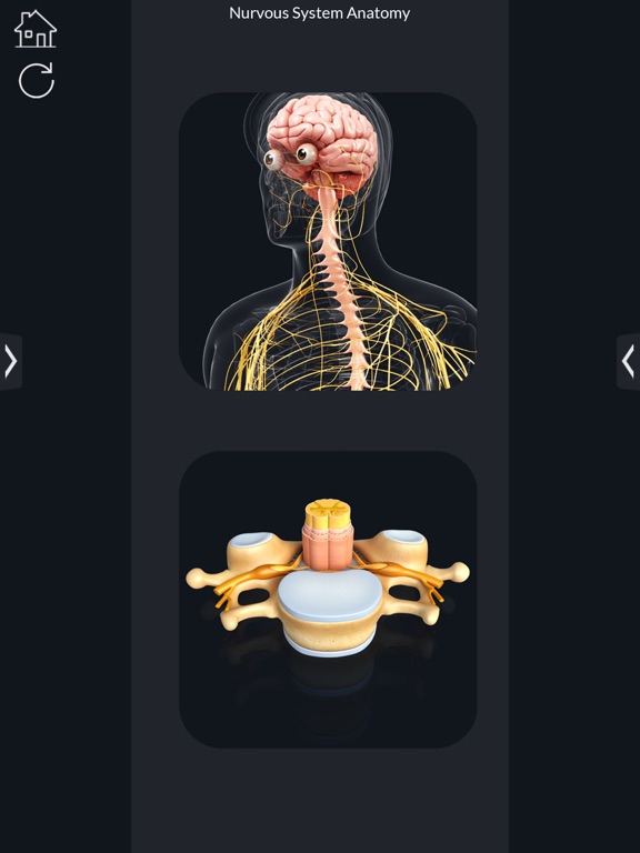 Screenshot #6 pour My Nervous System Anatomy
