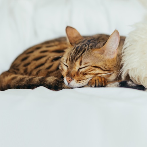 Counting Sheep to Fall Asleep - AppWisp.com