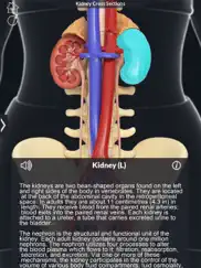 my kidney anatomy ipad resimleri 2
