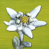 AlpineFlower Finder – Europe - renata caviglia