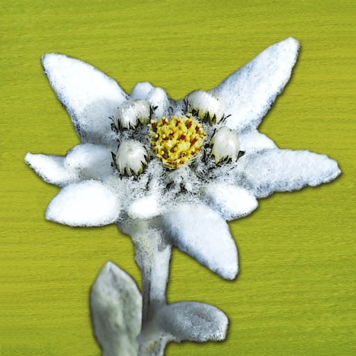 AlpineFlower Finder – Europe icon