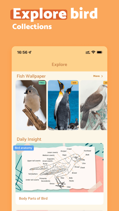 BirdScan - Identify Bird Screenshot