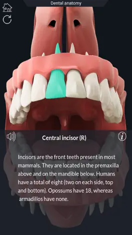 Game screenshot My Dental Anatomy apk