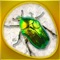 Insecta 360 Gold, the most complete application about insects available in the App Store