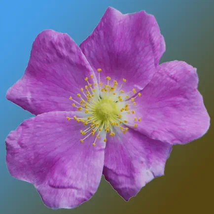 North Dakota Wildflowers Читы