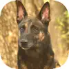 UKC Rally Dog Obedience App Feedback