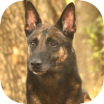 Download UKC Rally Dog Obedience app