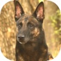 UKC Rally Dog Obedience app download