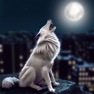 Get Wild Wolf Life In The City 3D for iOS, iPhone, iPad Aso Report