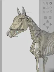 3d horse anatomy software ipad images 3