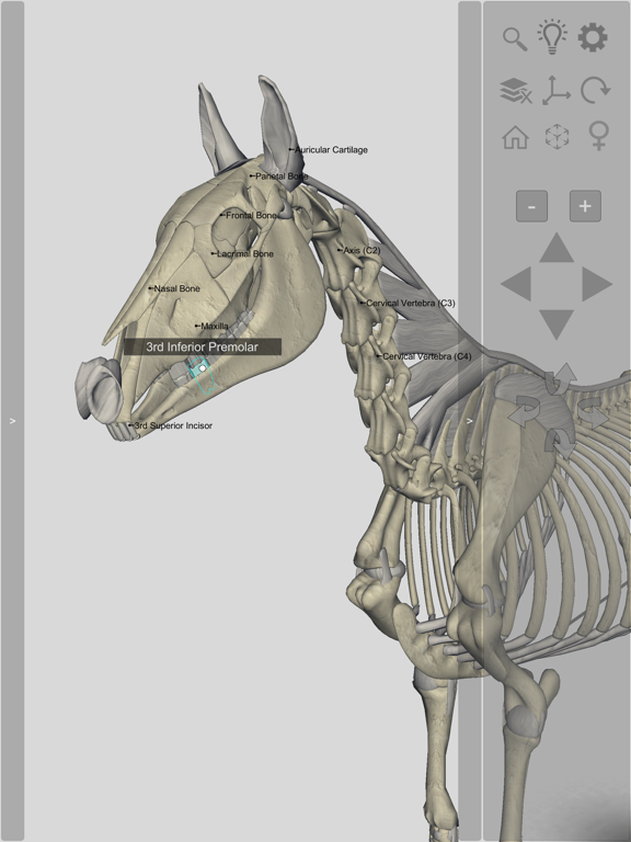 Screenshot #6 pour 3D Horse Anatomy Software