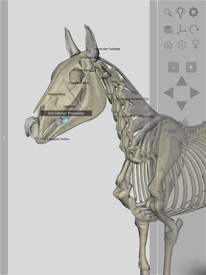 3D Horse Anatomy Software