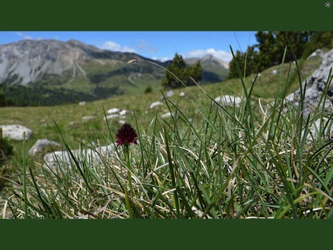 AlpineFlower Finder – Europeのおすすめ画像8