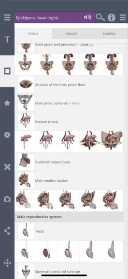 Game screenshot Primal's 3D Male Pelvis apk