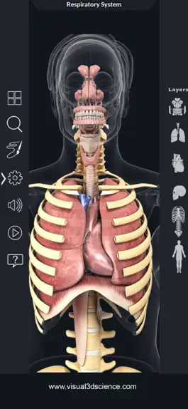 Game screenshot My Respiratory System Anatomy apk