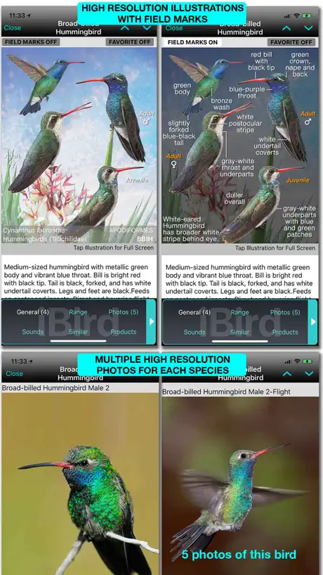 iBird Ultimate Guide to Birds