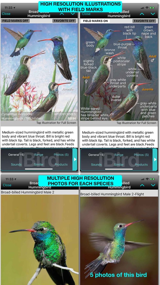 #9. iBird Ultimate Guide to Birds (iOS) 来自: Mitch Waite Group