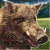 Wild Boar Target Shooting icon