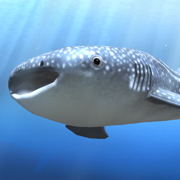 whale shark that grows calmly