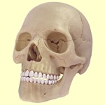 Download Human Skeletal System Trivia app
