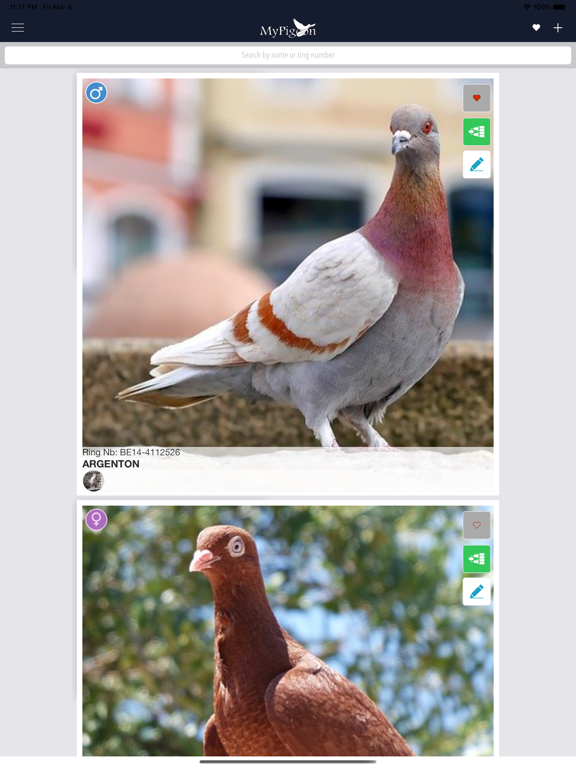 MyPigeon App iPad app afbeelding 2