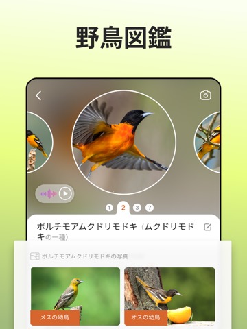 Picture Bird - 撮ったら、判る--1秒鳥図鑑のおすすめ画像5