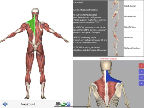 Visual Anatomy Liteのおすすめ画像4