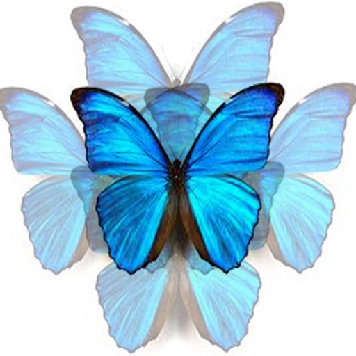 NBack Butterfly