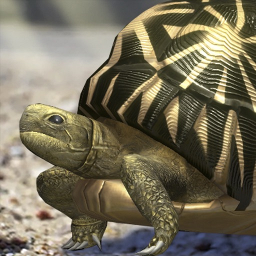 Tortoise to grow relaxedly