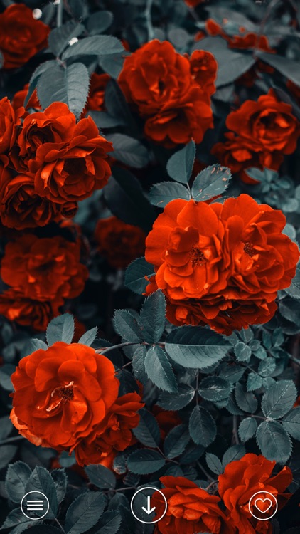 VIBE Aesthetic wallpaper 4K