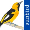 All Birds Ecuador field guide icon