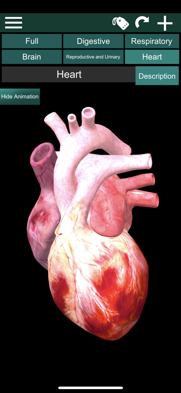 ORGANS 3D ANATOMY