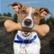Animal Rescue - Dog Simulator