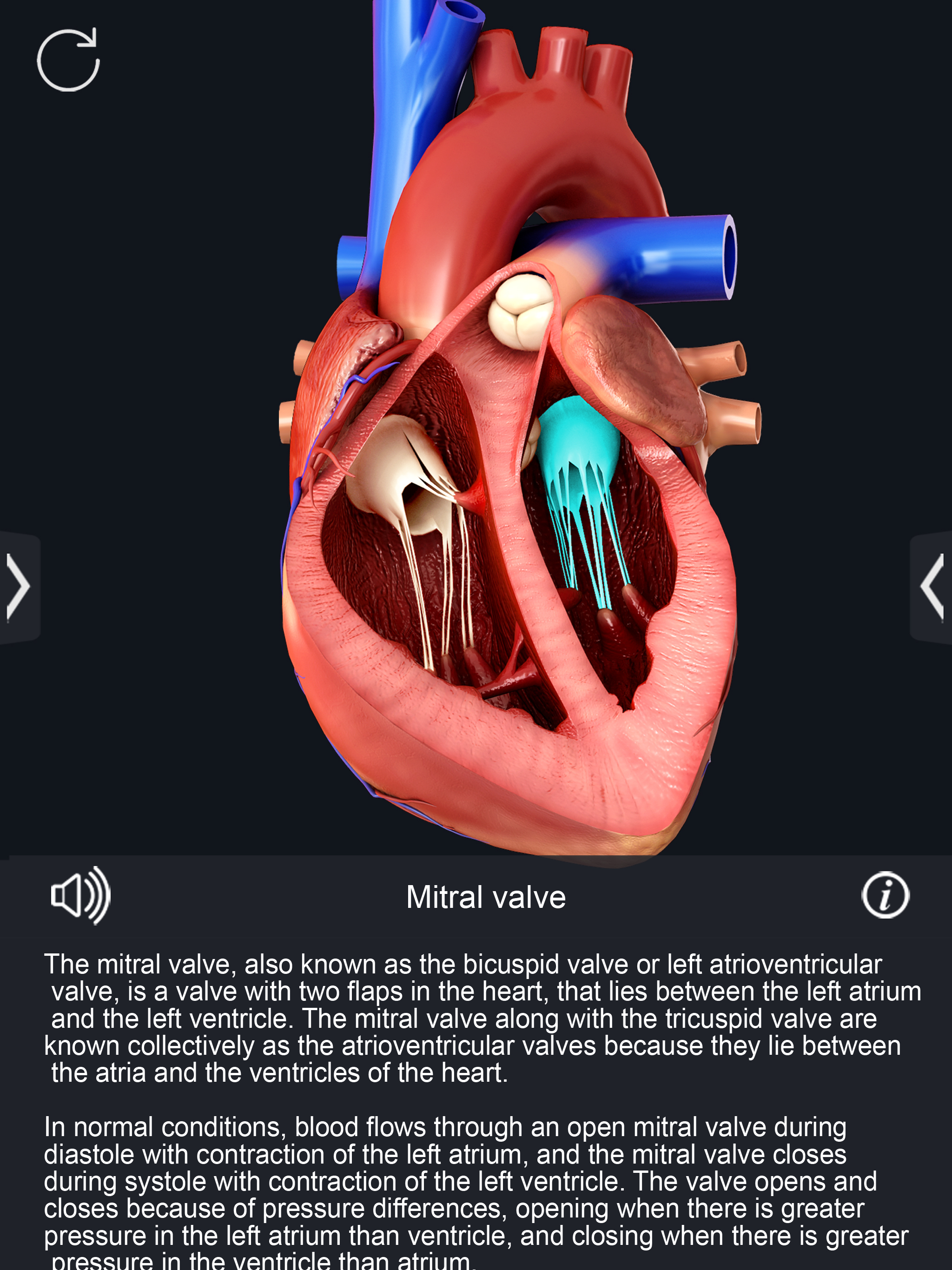 My Heart Anatomy screenshot 10