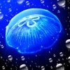 JellyfishGO -  Appreciation icon