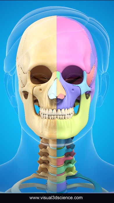 My Skull Anatomyのおすすめ画像4