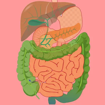 Digestive System Flashcards Cheats