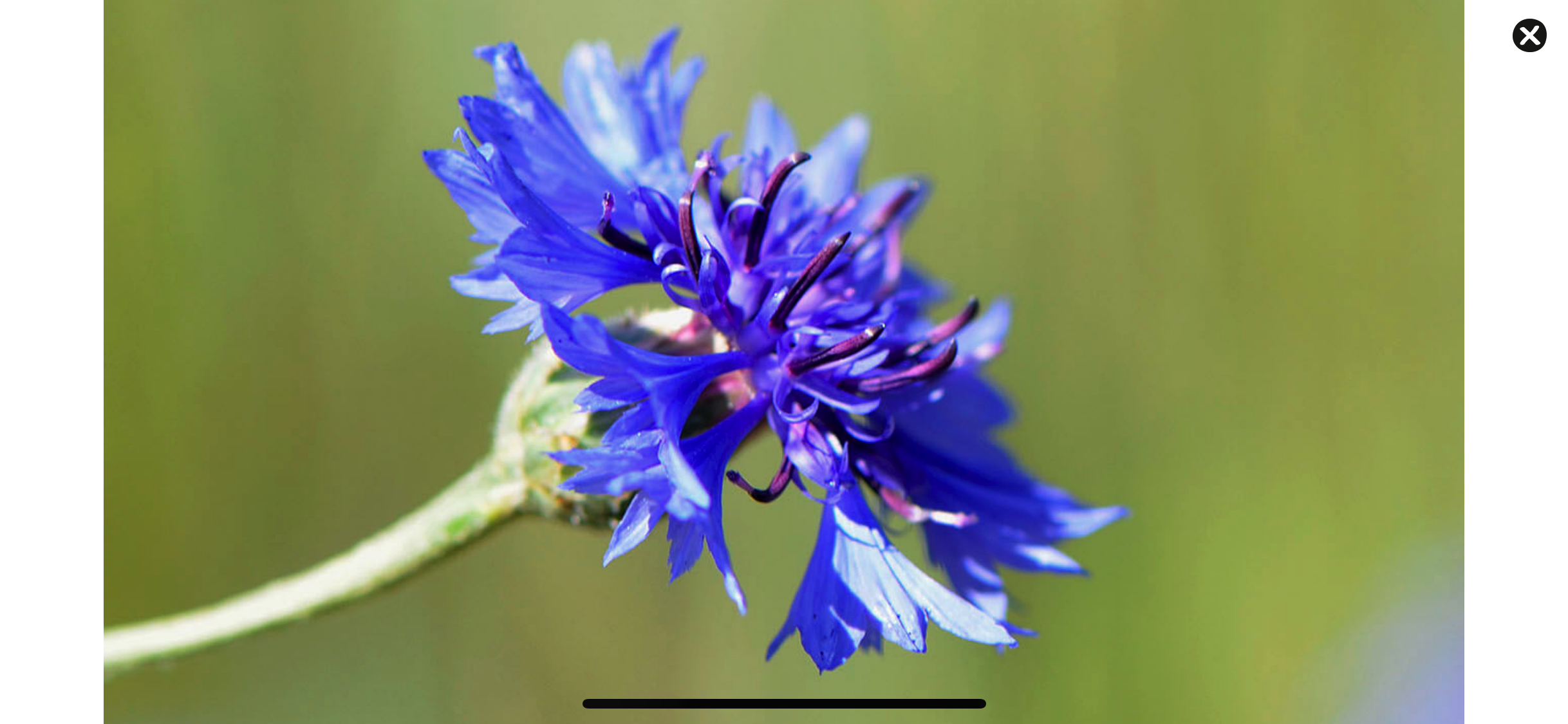 Wildflower Finder Switzerland