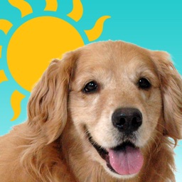 Sundoggy