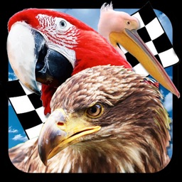 Bird Race 3D