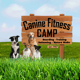 Canine Fitness Camp