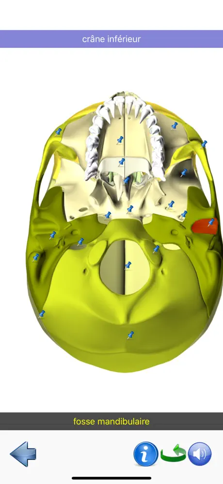 Visual Anatomy