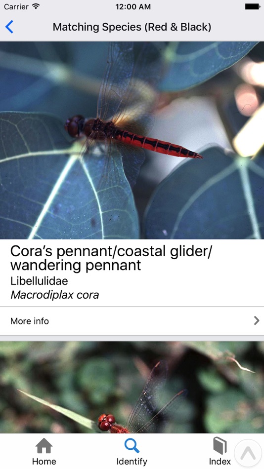 #1. Identifly Dragonfly Guidebook (iOS) By: James Friend