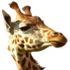 CamHebergement icon