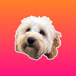 Bella the Spoodle Stickers
