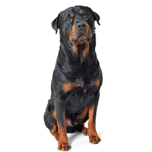 Rottweiler Dog Sounds & Barking App icon