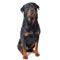 Rottweiler Dog Sounds & Barking App app provides you a dog barking app with dog barking sounds for Rottweiler’s and dog sounds at your fingertips